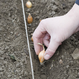 Plant sets 5-10cm (2-4in) apart and cover them with soil so that the tips are only just visible.
