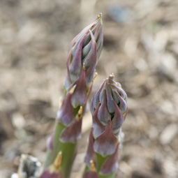 April is the start of the eagerly awaited asparagus season.