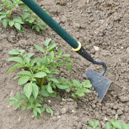 Earth up potatoes as soon as the foliage starts to develop. It will protect them from frost as well as keeping the tubers covered.