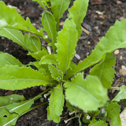The more rocket you pick the more will grow. Either cut a few leaves at a time or slice off the whole plant just above the surface of the soil and wait for the stump to re-sprout.