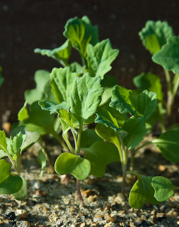 Brassicas sown now can be planted out in the autumn when space becomes available.