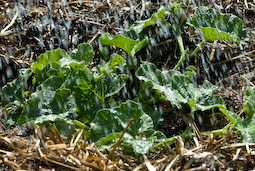 A good, thick mulch and regular watering will help plants survive a summer drought.