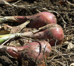 Dry shallots on the ground if it’s dry; undercover on a chicken wire rack if it’s wet