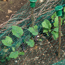 Pigeons find kohl rabi seedlings irresistible and will strip the leaves completely unless you net them.