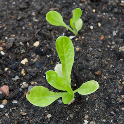 Sow a few late lettuces and other salad leaves for crops that should last into the winter.