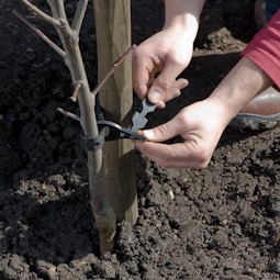 Secure newly planted trees to stakes with special belt ties. You may need two: one at the bottom and one at the top. The stake should remain in place for a few years – at least until the roots have established themselves firmly enough to support the tree. 