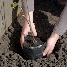 Before planting any soft fruit, prepare the ground thoroughly. Remove all perennial weeds and dig in plenty of well-rotted compost or manure. Give your plant a good soak in a bucket of water before removing it from its container or wrapping.