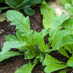 Salad rocket (shown here) will need protection if it’s to keep cropping until the end of the year. Wild rocket – which has thinner, tougher leaves - is more hardy.