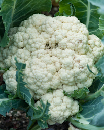 By December, the first of the winter and spring cauliflower varieties should be ready for cutting.