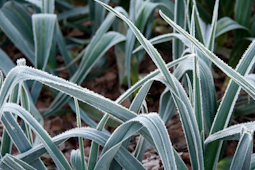 Leeks are pretty tough, and should survive both hard winter frosts and a few thick coverings of snow.