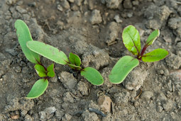Sow beetroot direct. Seedlings don’t like being transplanted.
