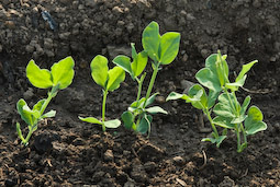 Young pea seedlings are irresistible to pigeons and need protecting with nets or wire mesh.