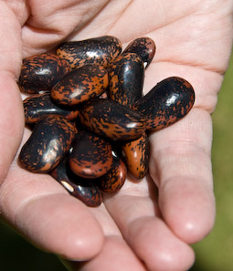 Sow runner beans direct outside, at the foot of canes or other supports.