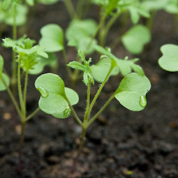Thin out kale seedlings once “true” leaves begin to appear.