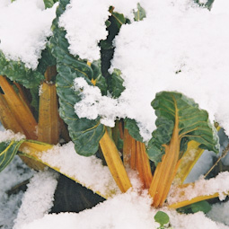 Chard is extremely hardy and, although it might prefer to be under a cloche when the weather turns harsh, it’s a survivor!