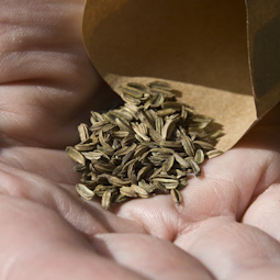 Sow Florence fennel seeds indoors in pots or modules. They need a minimum temperature of 15ºC (59ºF) in order to germinate.