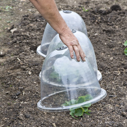 Protect strawberry cloches 