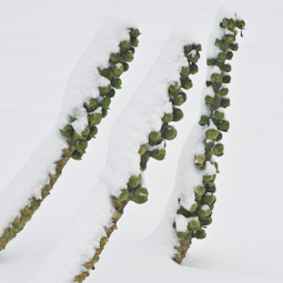The last of the season’s Brussels sprouts hanging on against all odds.
