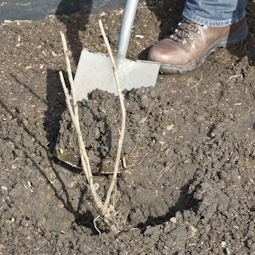 Plant bare-rooted currant bushes this month, while they are still dormant.