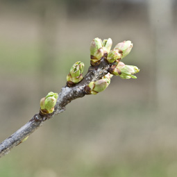 Early cherries, which are in flower in March, are particularly vulnerable to frost.