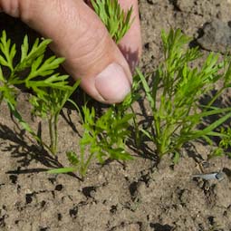 Thin carrot seedlings so that the roots have room to swell and grow