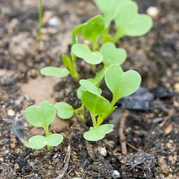 Oriental leaves such as this mibuna are fast growing and provide leafs for salads and stir-fries well in to early winter..
