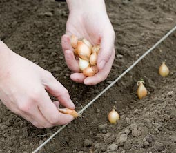 Plant onion sets in a shallow drill to a depth of about 2.5cm (1in) – just deep enough to prevent birds uprooting them and damaging their delicate roots.