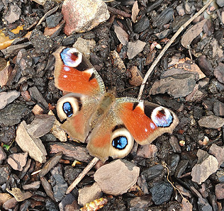Big Butterfly Count