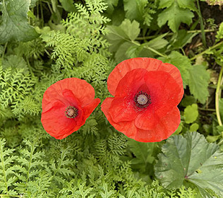 Lest We Forget