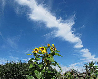 Sunflower Season